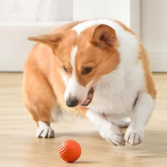 SpielBuddy™ Interaktiver Ball für Hunde – Smart & Aktiv