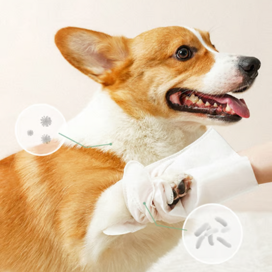 PawFresh™ – Deodorierende Pflegehandschuhe für Hunde (6er Pack)