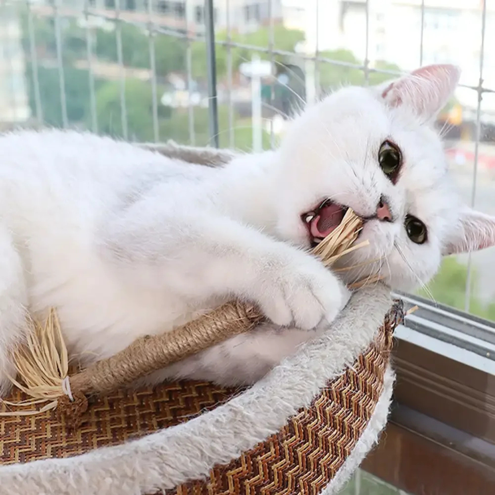 SilverChew™ Naturstange aus Silberrebe zur Zahnpflege & Verdauung