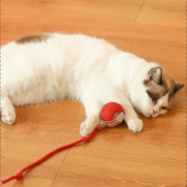 WiggleBuddy™ – Interaktive Spielball für Hunde & Katzen
